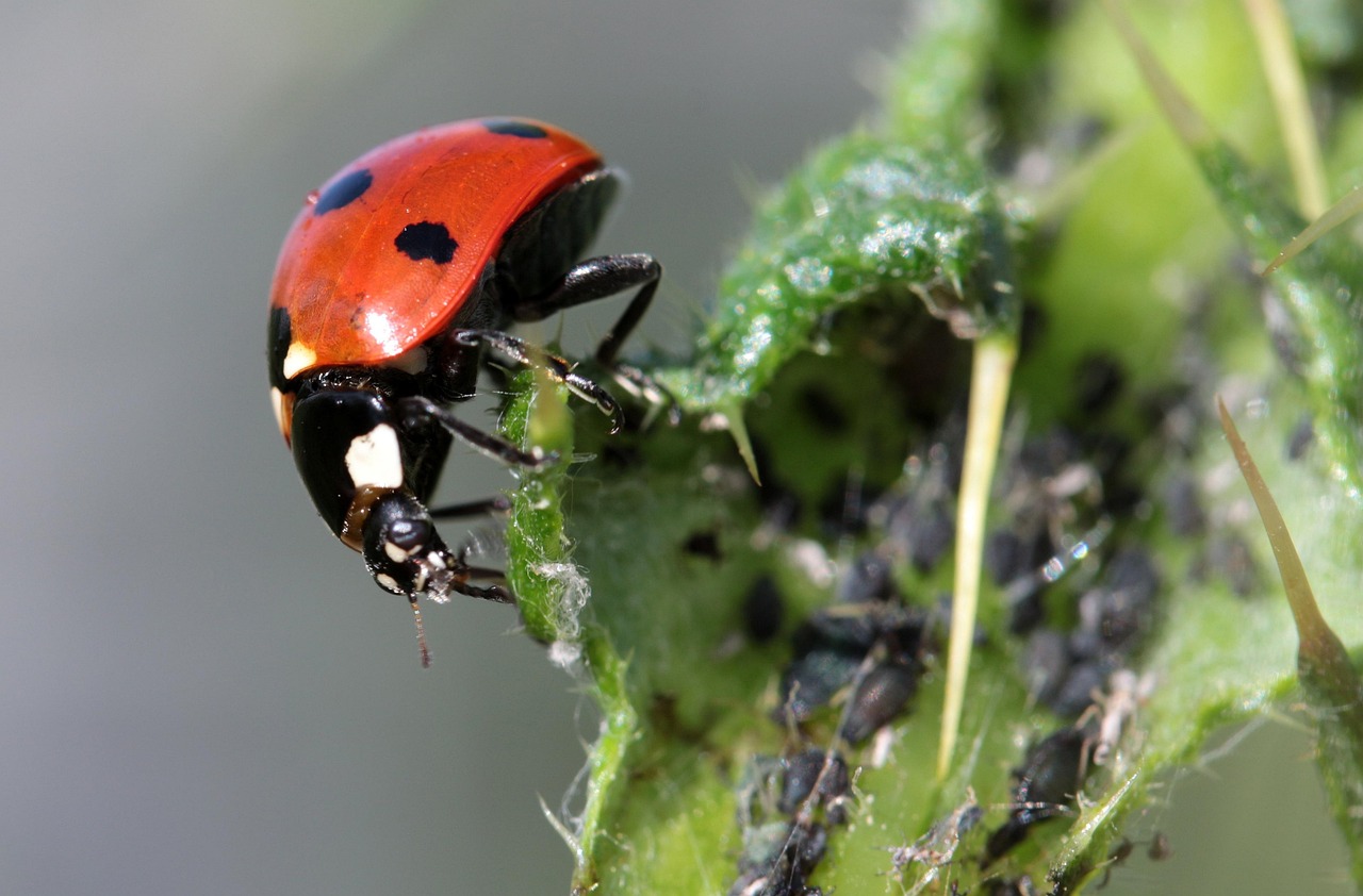 ladybug-1486347_1280